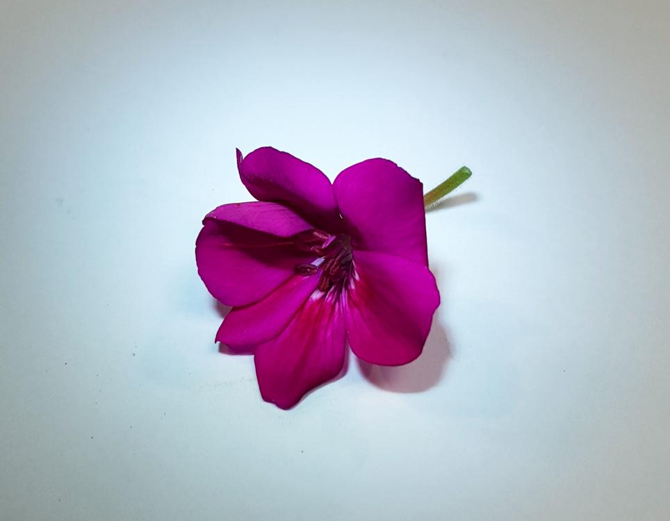 Les fleurs ont un goût fruité très agréable, (pomme, de rose -géranium rosat-, de poivre, de noisette… ).Les... 