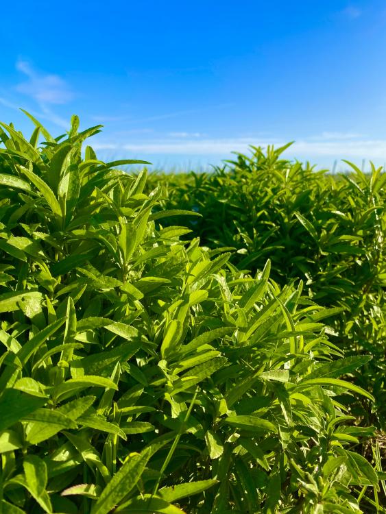 Son goût se rapproche un peu de celui du fruit de la passion. Son parfum rappelle le curry.
On utilise la tagète dans les potages,... 