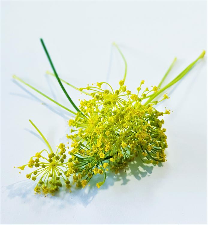 Les fleurs jaunes d’aneth à un goût légèrement anisé

 

Poids  : 

Variété... 