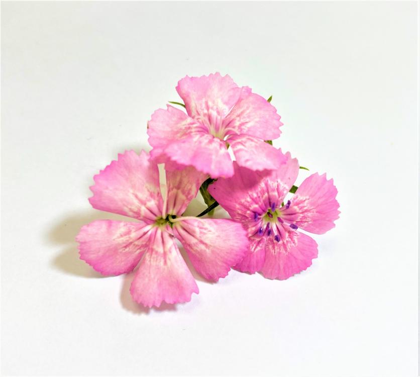 Fleur bicolore de différentes couleurs, l’œillet de chine possède un goût astringent proche du clou de girofle, légèrement... 