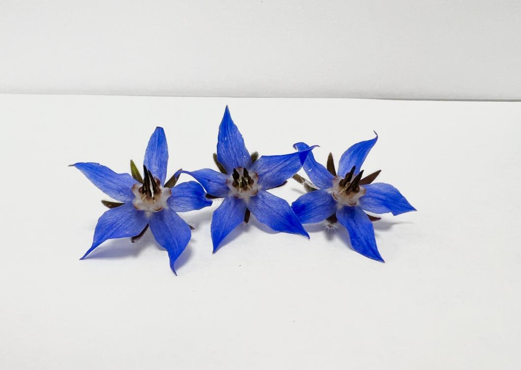 Les fleurs bleues de cette plante sont comestibles crues avec un parfait goût iodé qui agrémente parfaitement les salades.

 

Poids ... 