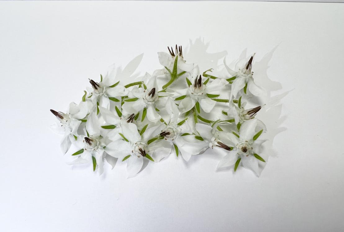 Les fleurs blanches de cette plante sont comestibles crues avec un parfait goût iodé qui agrémente parfaitement les salades. 

 

Poids ... 
