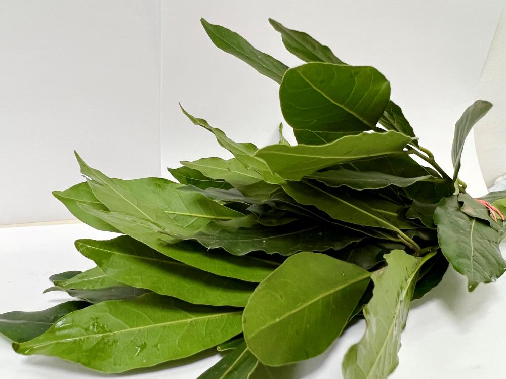 En cuisine : Les feuilles du laurier sauce doivent être séchées avant utilisation, fraîches elles sont légèrement... 