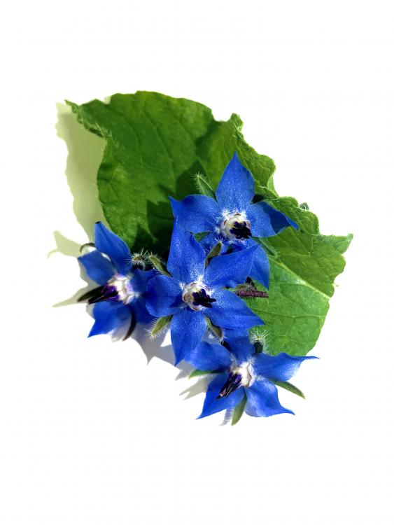 Les fleurs bleues de cette plante sont comestibles crues avec un parfait goût iodé qui agrémente parfaitement les salades.

Variété... 