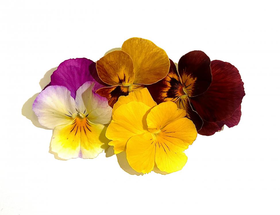 Fleurs aux multiples coloris qui s’utilisent en décoration, dans les salades ou autres plats.

 

Variété : Pensée... 