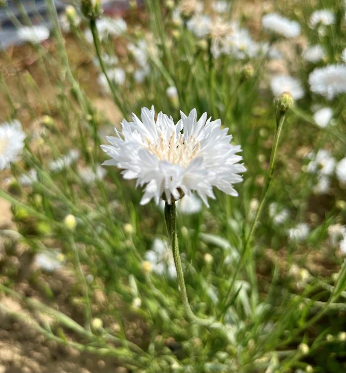 semblable à la myrtille, le bleuet séduit tant pour sa couleur que pour son goût délicatement acidulé. Le bleuet se... 