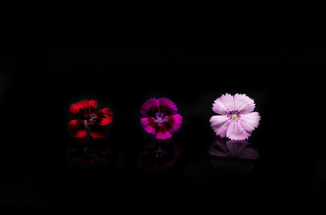 Fleur bicolore de différentes couleurs, l’œillet de chine possède un goût astringent proche du clou de girofle, légèrement... 