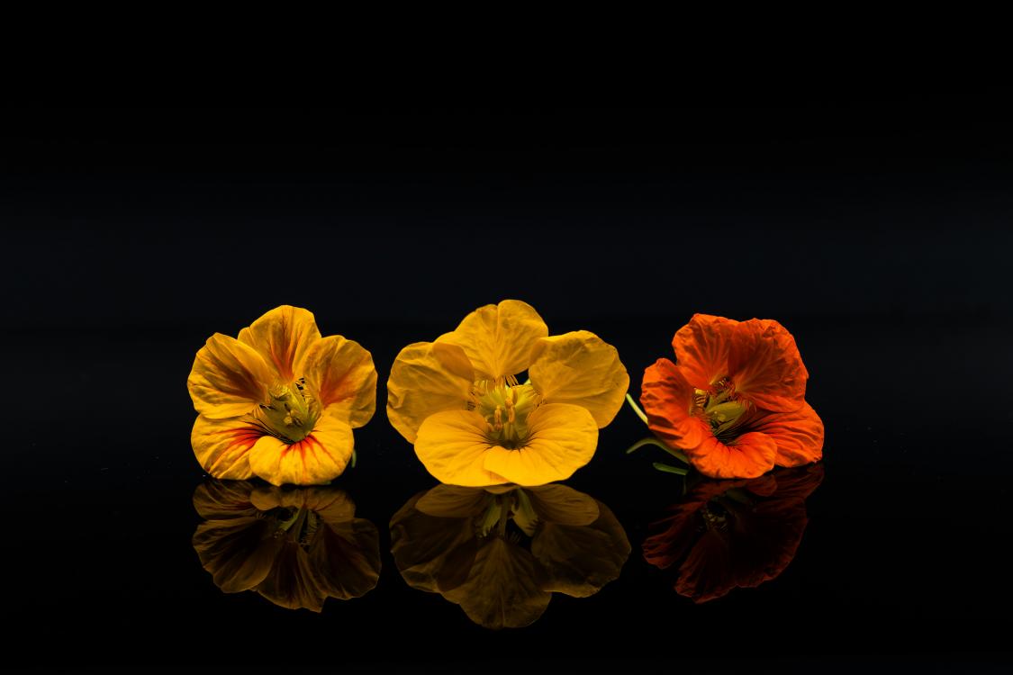 Les fleurs de Capucine sont douces et florales avec une finition de piment. Elles accompagnent idéalement les salades, en décoration... 