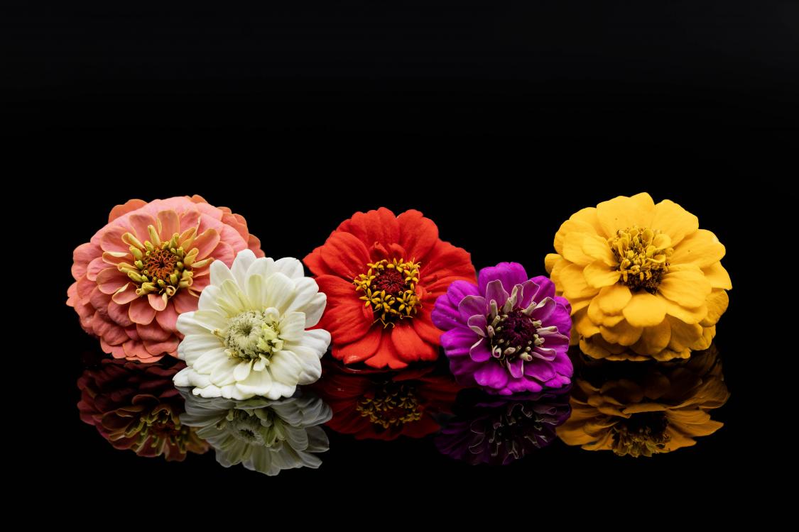 Fleur d'une taille assez importante, les pétales du Zinnia décorent idéalement les plats ainsi que les salades. 

 

 
 [......]