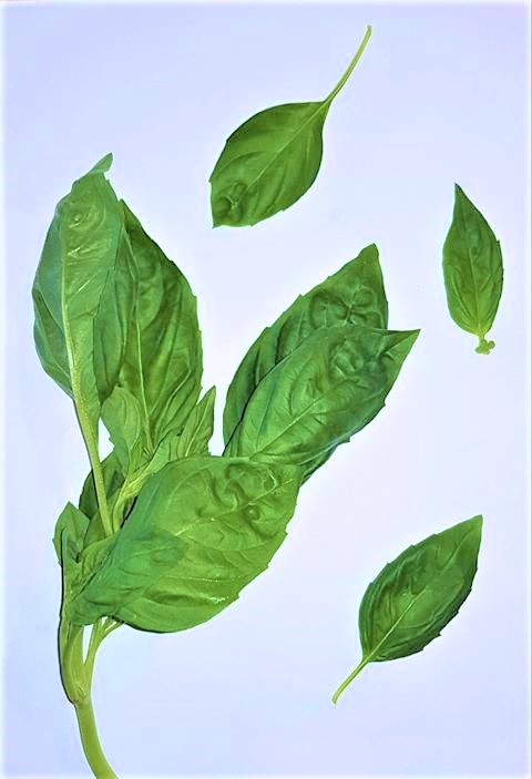Basilic herbe aromatique