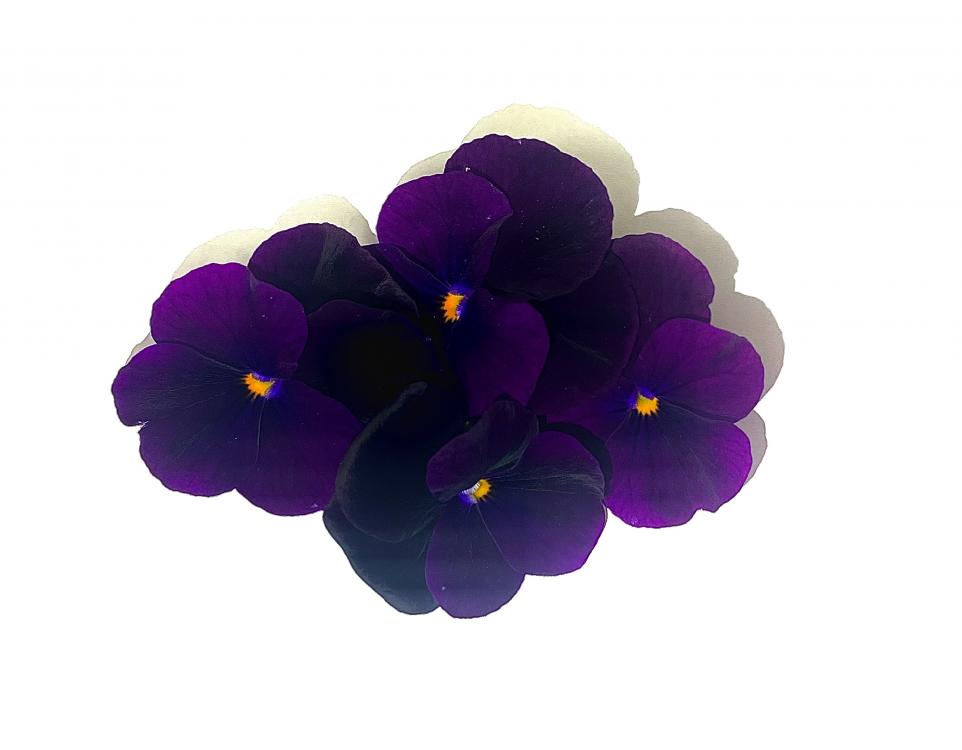 Pensée Violette - fleur comestible