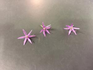 Fleurs Comestibles